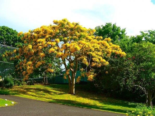 بونسيانا صفراء شجرة